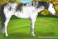 Horse Color:White Spotted Black Splash 