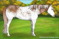 Horse Color:White Spotted Chestnut Splash Rabicano 