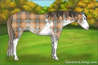 Horse Color:Plaid Bay Sabino Splash
