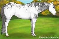 Horse Color:White Spotted Black Sabino Splash Appaloosa