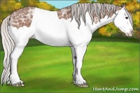Horse Color:Silver Bay Ice Splash 