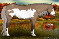 Horse Color:Silver Bay Dun Frame