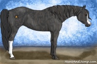 Horse Color:Black  Brindle