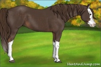 Horse Color:Liver Chestnut Splash 