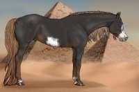 Horse Color:Liver Chestnut Sabino Frame 