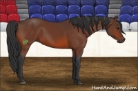 Horse Color:Bay 