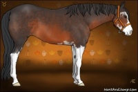 Horse Color:Brown Sabino