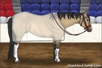 Horse Color:Bay Dun