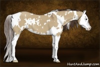 Horse Color:White Spotted Liver Red Dun Splash 