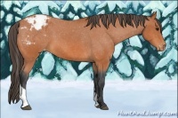 Horse Color:Bay Tobiano Appaloosa 