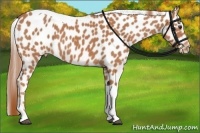 Horse Color:Chestnut Tobiano Appaloosa 