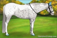 Horse Color:Grullo Splash Tobiano Appaloosa 