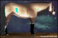 Horse Color:Buckskin Onyx 