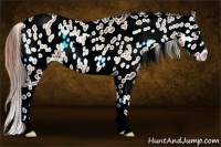 Horse Color:Buckskin Onyx Sabino Appaloosa 