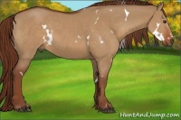 Horse Color:White Spotted Red Dun Rabicano
