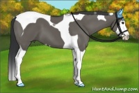 Horse Color:Grullo Splash Tobiano