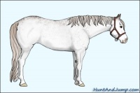 Horse Color:White Spotted Silver Black 