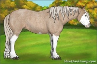 Horse Color:Palomino Roan Splash 