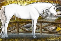 Horse Color:Palomino Appaloosa