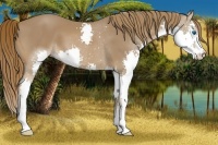 Horse Color:Chestnut Splash 