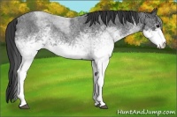 Horse Color:White Spotted Blue Roan 