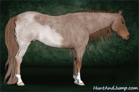 Horse Color:Red Roan 