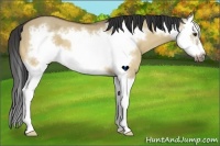 Horse Color:Buckskin Dun Splash Frame 