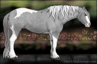 Horse Color:Black Splash Tobiano Varnish