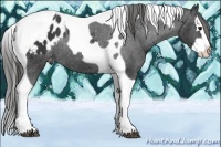 Horse Color:Black Splash Tobiano Appaloosa Rabicano