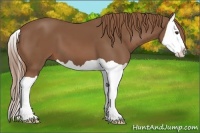Horse Color:Chestnut Splash 