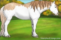 Horse Color:Gold Champagne Ice Splash 