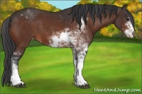 Horse Color:Bay Sabino Appaloosa