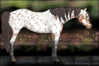 Horse Color:Bay Splash Tobiano Near Leopard Brindle