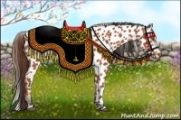 Horse Color:Bay Appaloosa