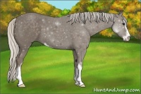 Horse Color:Silver Smoky Black Sabino 