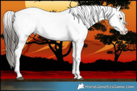 Horse Color:Liver Chestnut Appaloosa