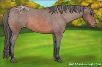 Horse Color:Bay Appaloosa 