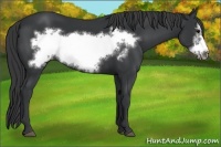 Horse Color:Black Frame 