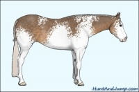 Horse Color:White Spotted Silver Smoky Black Rabicano 