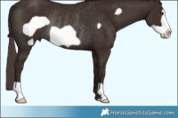 Horse Color:Liver Chestnut Frame Rabicano 