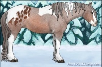 Horse Color:Bay Splash Tobiano Appaloosa Rabicano 