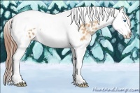Horse Color:Amber Champagne Splash Tobiano Appaloosa
