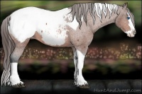 Horse Color:Bay Splash Tobiano Appaloosa 