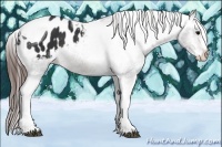 Horse Color:Brown Splash Tobiano Appaloosa Rabicano 