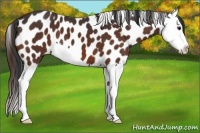 Horse Color:Brown Splash Near Leopard