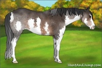 Horse Color:Brown Sabino Splash