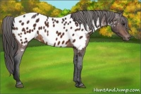 Horse Color:Bay Appaloosa