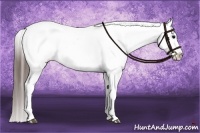 Horse Color:Brown Appaloosa 