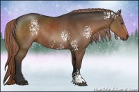 Horse Color:White Spotted Liver Chestnut Rabicano 