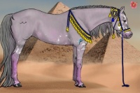 Horse Color:Watercolor Red Dun Splash  Brindle